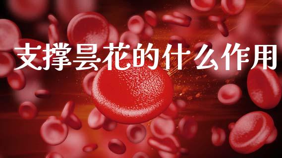 支撑昙花的什么作用_https://cj007.lansai.wang_债券资讯_第1张