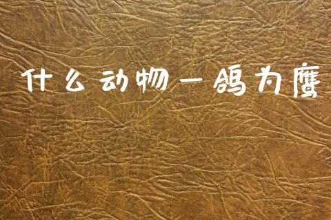 什么动物一鸽为鹰_https://cj007.lansai.wang_全球市场_第1张